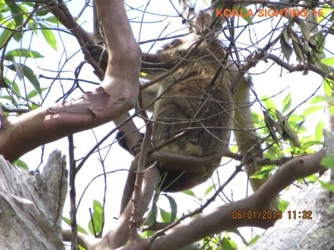 15_Sick koala 1 of 2 sighted concurrently_6Jan2015.jpg